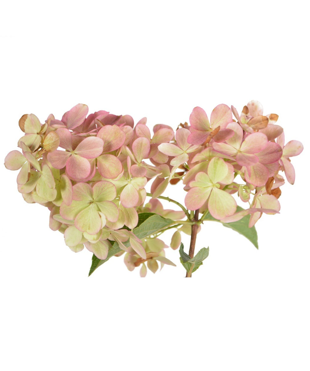 Vanilla Strawberry Hydrangea flower cluster on white, pyramidal shaped flower cluster with small white and bright pink flowers