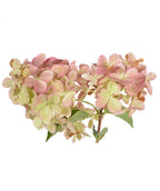Vanilla Strawberry Hydrangea flower cluster on white, pyramidal shaped flower cluster with small white and bright pink flowers