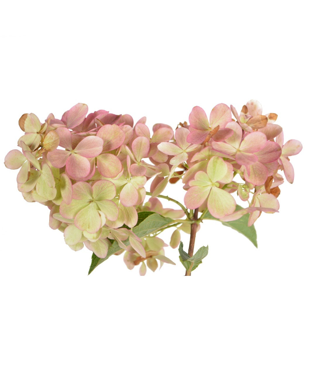 Vanilla Strawberry Hydrangea flower cluster on white, pyramidal shaped flower cluster with small white and bright pink flowers