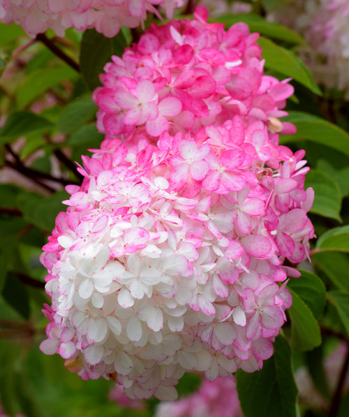 Close up of Vanilla Strawberry Hydrangea flower cluster, pyramidal shaped flower cluster with small white and bright pink flowers