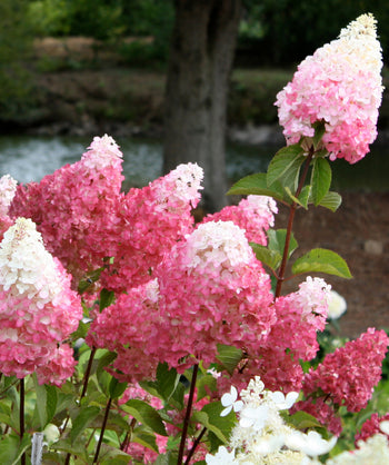 Various Vanilla Strawberry Hydrangea flower clusters, pyramidal shaped clusters of small flowers that are white and bright pink in color