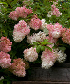 Various Vanilla Strawberry Hydrangea flower clusters, pyramidal shaped clusters of small flowers that are white and bright pink in color