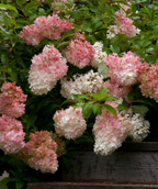 Various Vanilla Strawberry Hydrangea flower clusters, pyramidal shaped clusters of small flowers that are white and bright pink in color