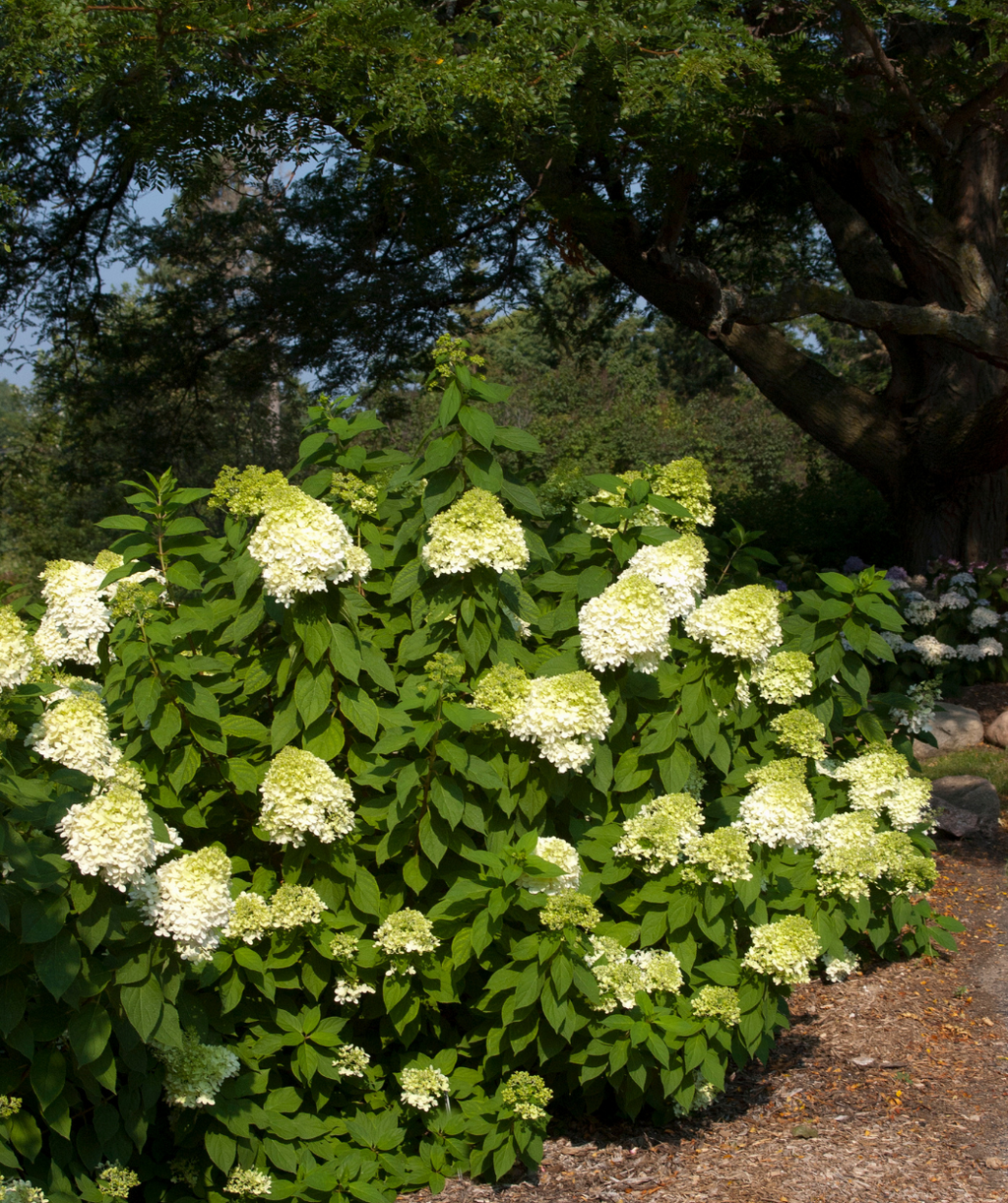 Vanilla Strawberry Hydrangea planted in a landscape, various pyramidal shaped flower clusters that start off white before starting to turn bright pink with oval shaped lightly serrated green leaves