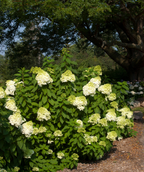 Vanilla Strawberry Hydrangea planted in a landscape, various pyramidal shaped flower clusters that start off white before starting to turn bright pink with oval shaped lightly serrated green leaves