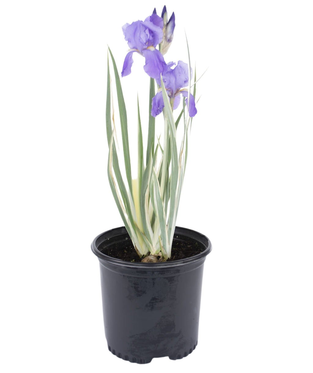 White Variegated Iris product shot on white, light purple flowers emerging from long green and white grass like foliage in a nursery pot