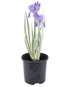 White Variegated Iris product shot on white, light purple flowers emerging from long green and white grass like foliage in a nursery pot