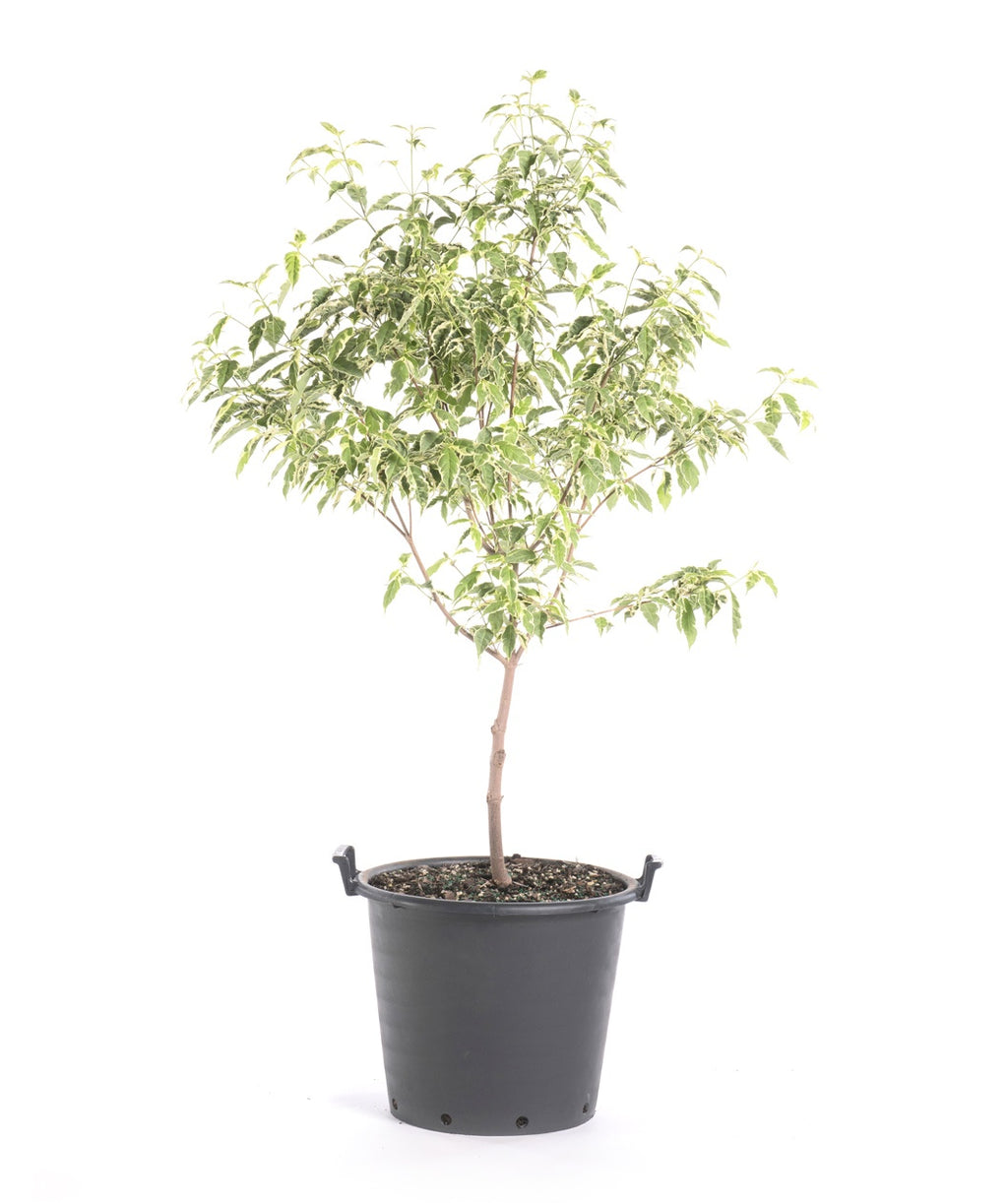 The Variegated Stellar Pink Dogwood in a black nursery pot covered in the cream and green variegated foliage on a white background 