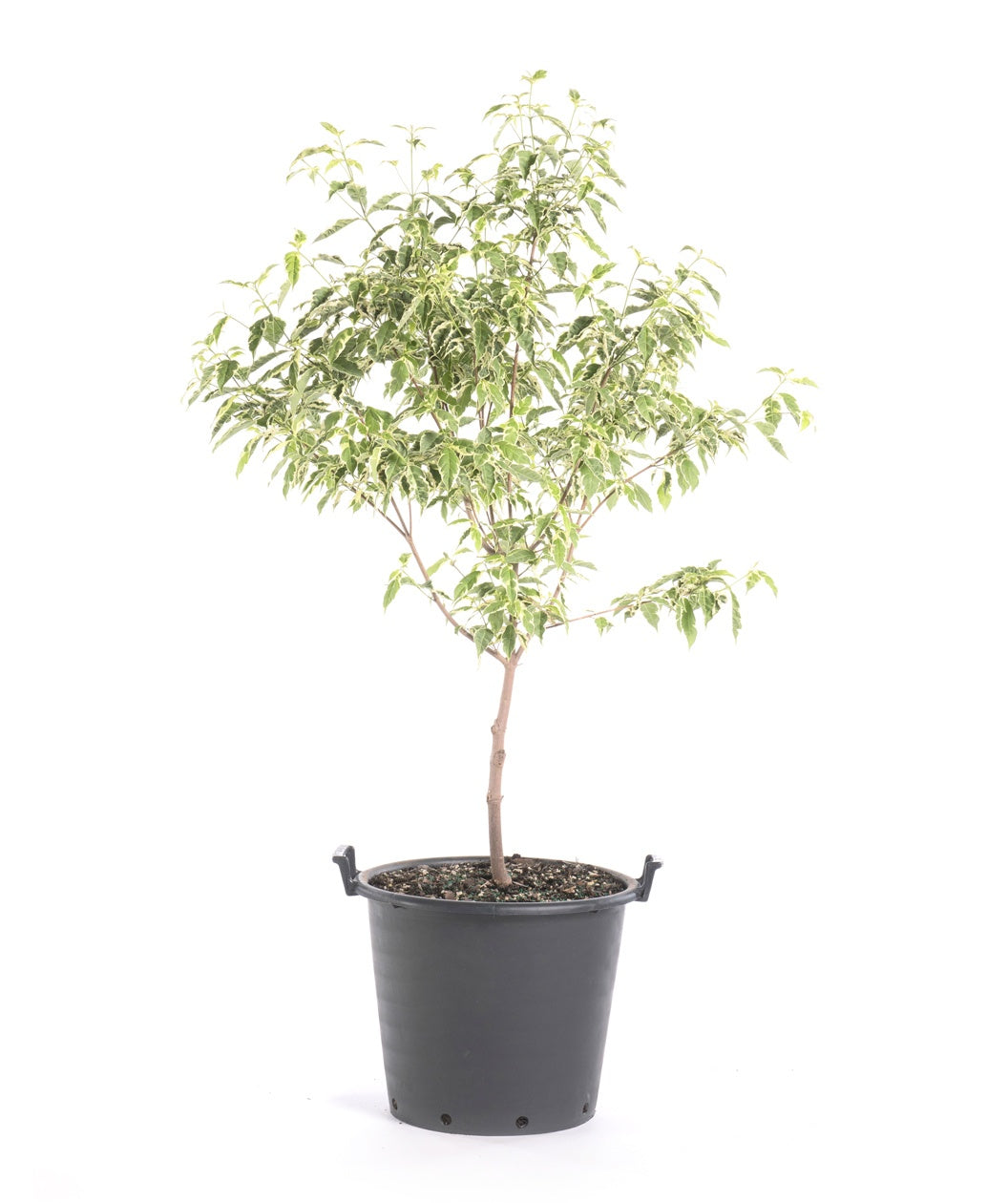 The Variegated Stellar Pink Dogwood in a black nursery pot covered in the cream and green variegated foliage on a white background 