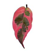 A single leaf of the Variegated Stellar Pink Dogwood in fall, showing off the fall color of hot pink and purple