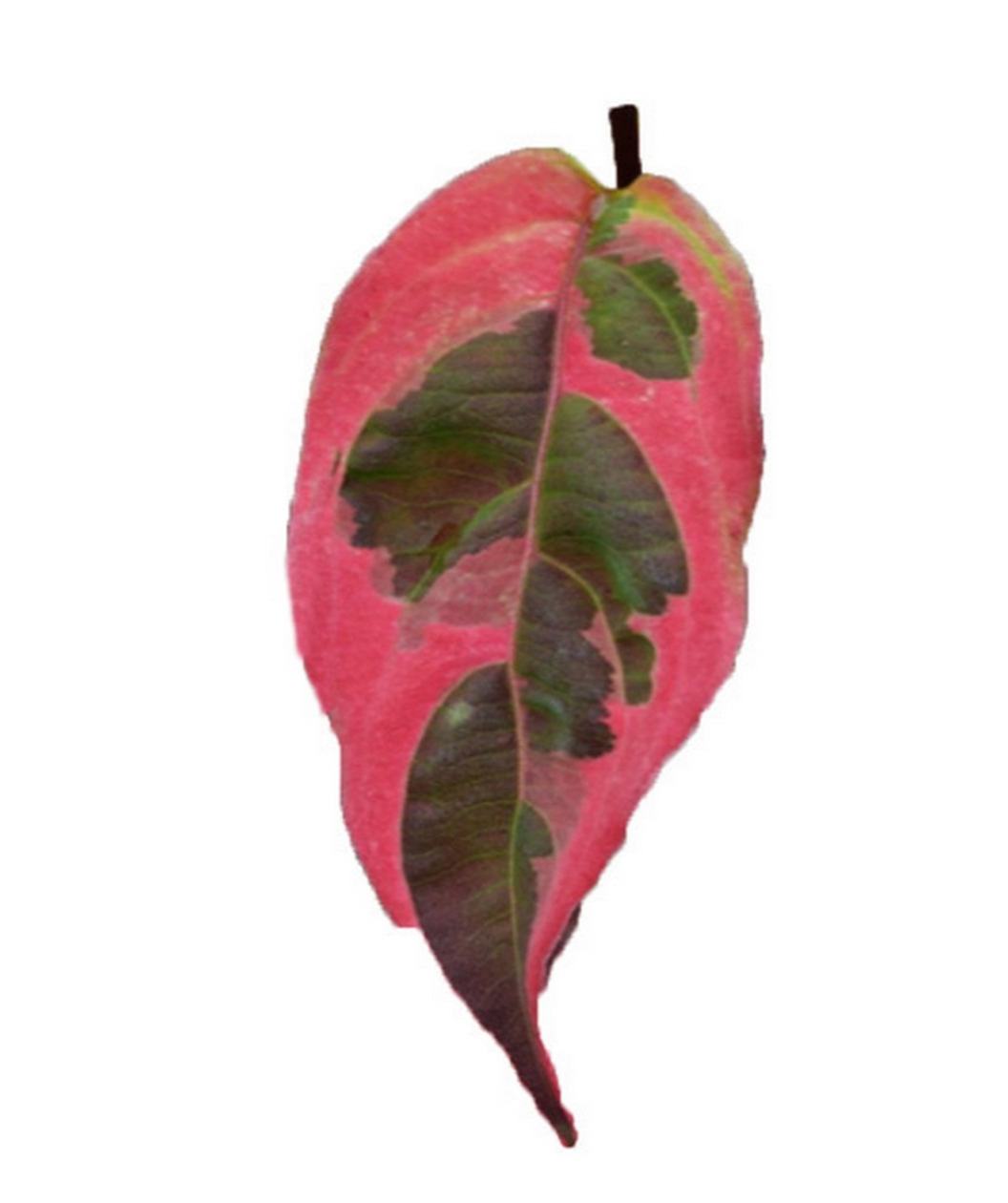 A single leaf of the Variegated Stellar Pink Dogwood in fall, showing off the fall color of hot pink and purple