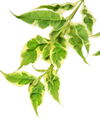 A closeup of the foliage of the Variegated Stellar Pink Dogwood, showing off the cream edges and bright green inside against a white background