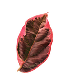 Variegated Stellar Pink® Rutgers Dogwood
