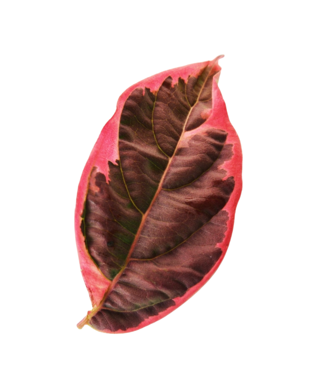 Variegated Stellar Pink® Rutgers Dogwood