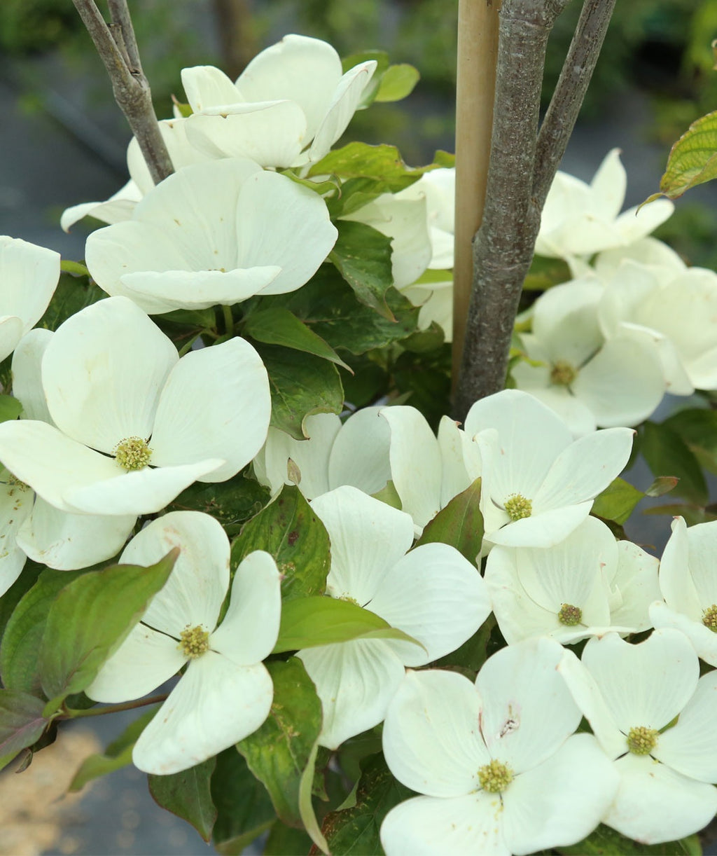A closeup of the Venus Dogwood's extra large, white, four-petaled blooms laying on top of the dark green foliage
