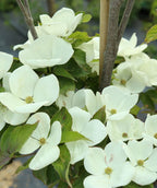 A closeup of the Venus Dogwood's extra large, white, four-petaled blooms laying on top of the dark green foliage