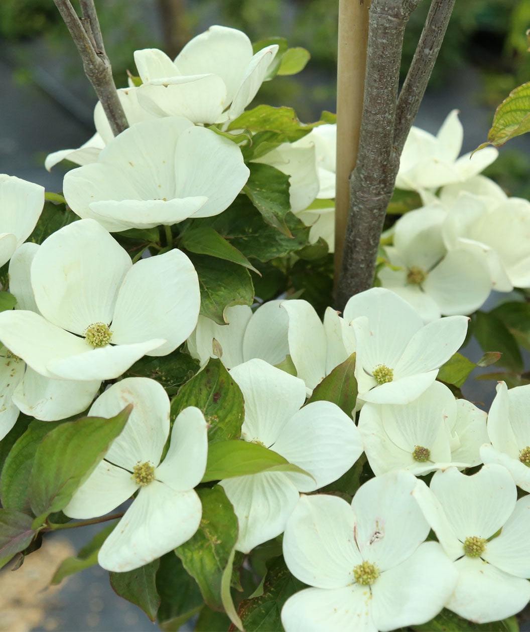A closeup of the Venus Dogwood's extra large, white, four-petaled blooms laying on top of the dark green foliage