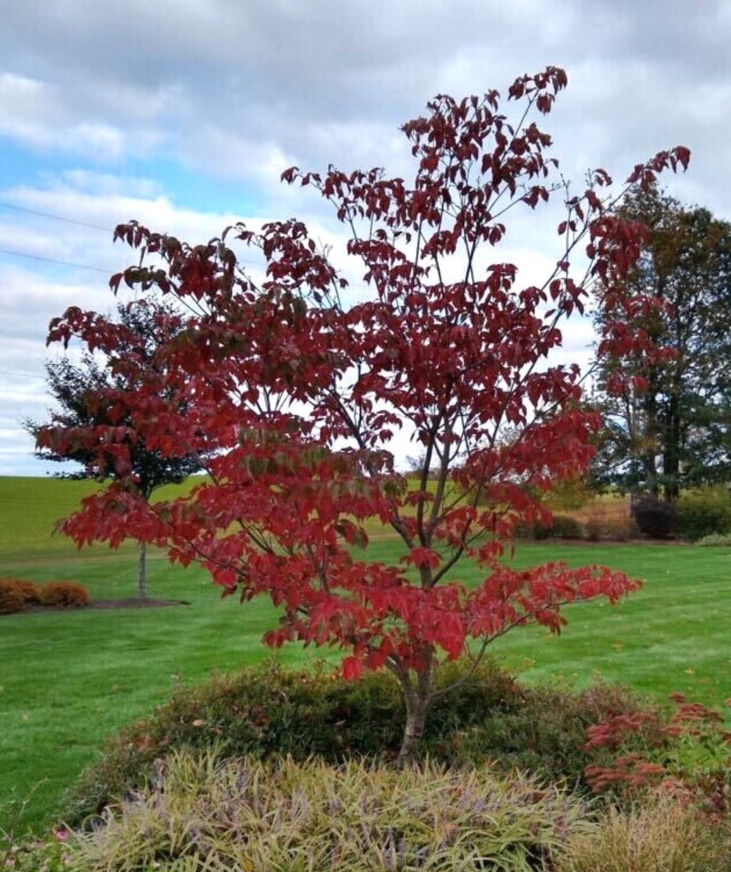 Venus® Rutgers Dogwood