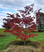 Venus® Rutgers Dogwood