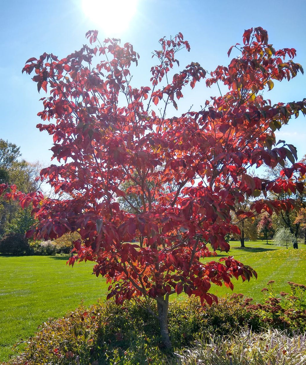 Venus® Rutgers Dogwood