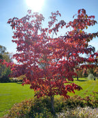 Venus® Rutgers Dogwood