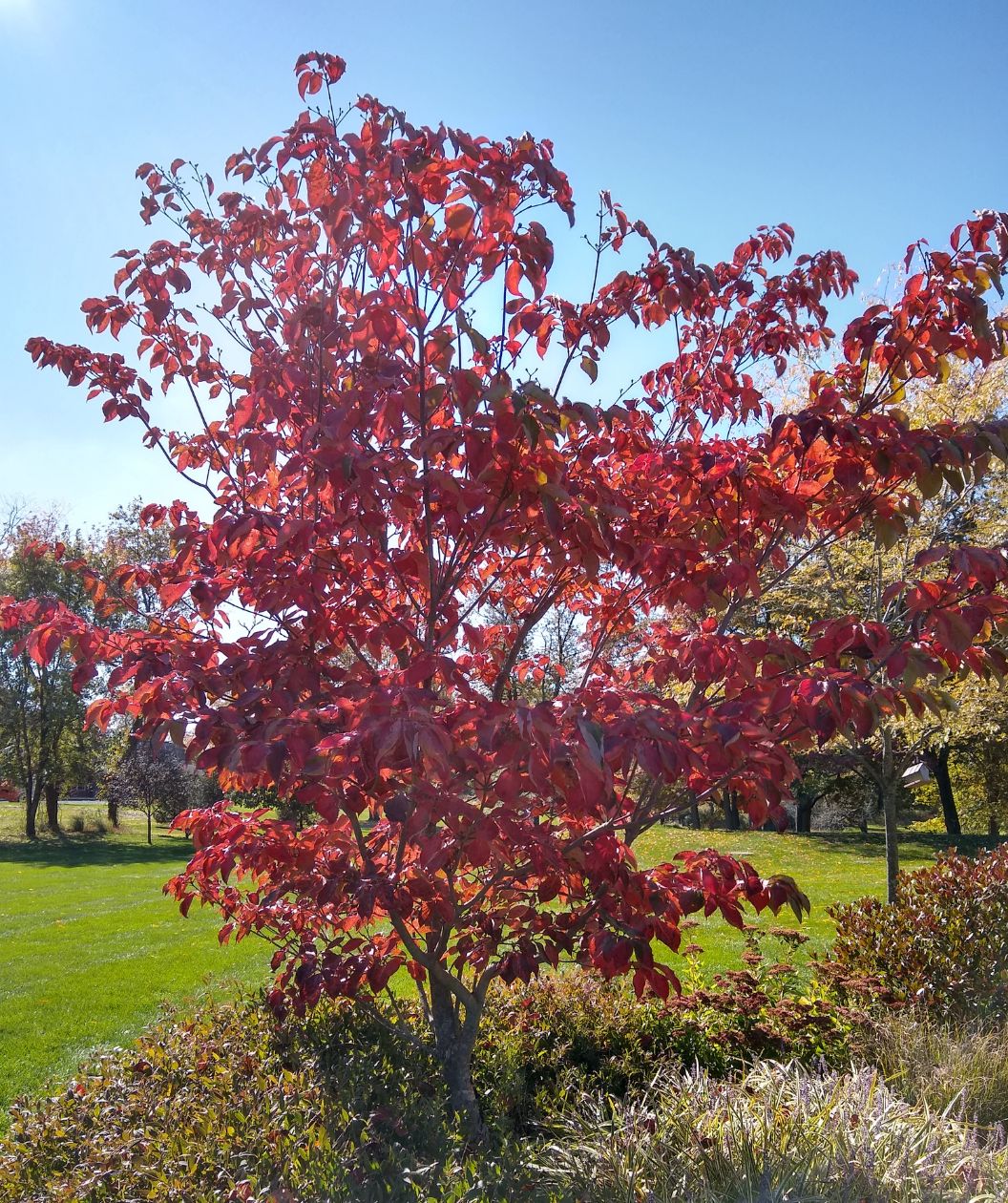 Venus® Rutgers Dogwood