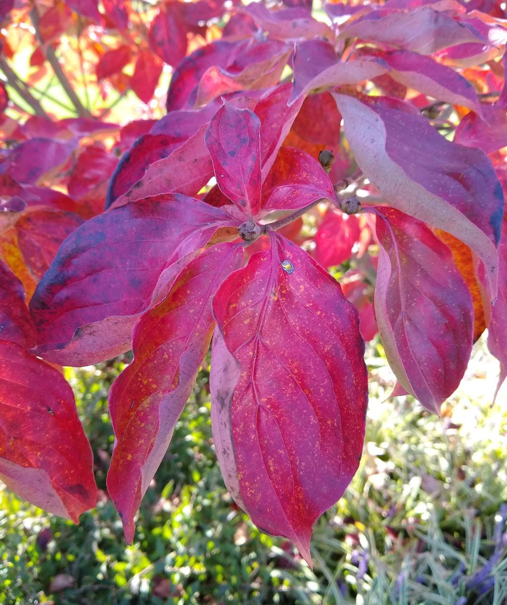 Venus® Rutgers Dogwood