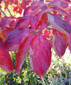 Venus® Rutgers Dogwood