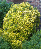 Vicary Golden Privet planted in a landscape, Mostly yellow-gold foliage with hints of green on a round growing shrub