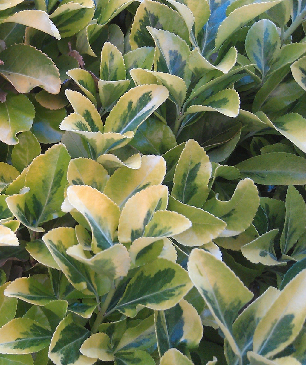 Close up of Vicary Golden Privet foliage, yellow-gold colored conical shaped foliage with green center