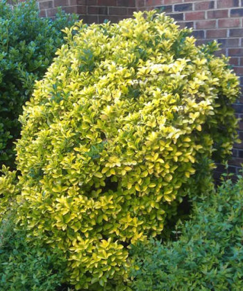 Vicary Golden Privet planted in a landscape, Mostly yellow-gold foliage with hints of green on a round growing shrub