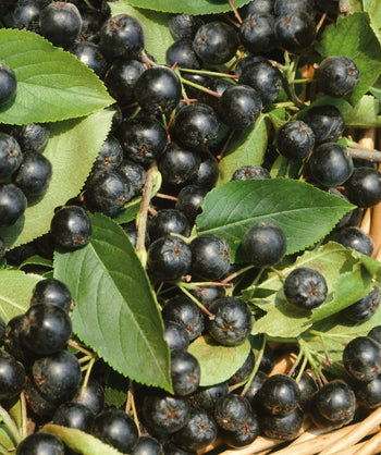 A closeup of the Viking Chokeberry's round, black berries and green oblong leaves