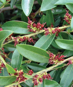 Vintage Jade Distylium closeup of red flowers against dark green leaves