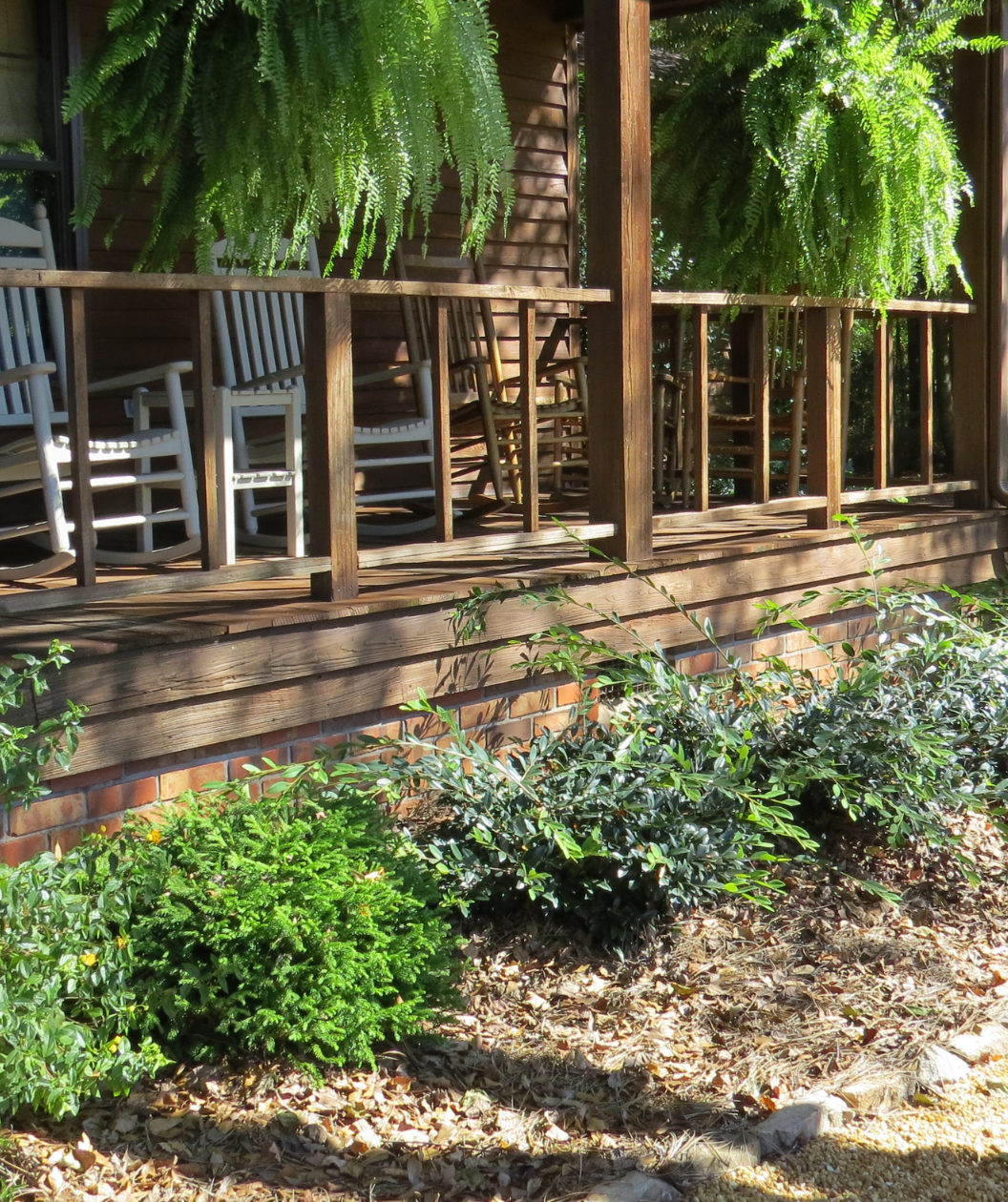 Vintage Jade Distylium planted in front of house in a garden bed lining a porch