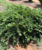 Vintage Jade Distylium planted in landcape where the dark green foliage is spreading out and sweeping to the ground