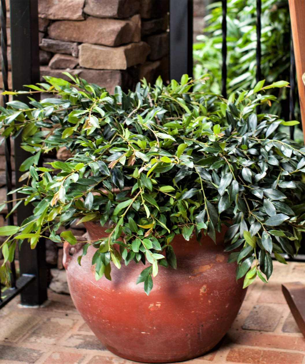 Vintage Jade Distylium potted on the patio with dark green foliage cascading