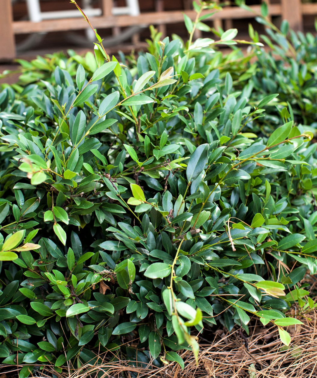 jade distylium plant Vintage Jade Distylium – Bower & Branch