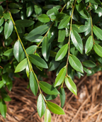 Vintage Jade Distylium closeup of the glossy light and dark green foliage