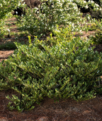 Vintage Jade Distylium planted in the landscape where the light green foliage fills the landscape