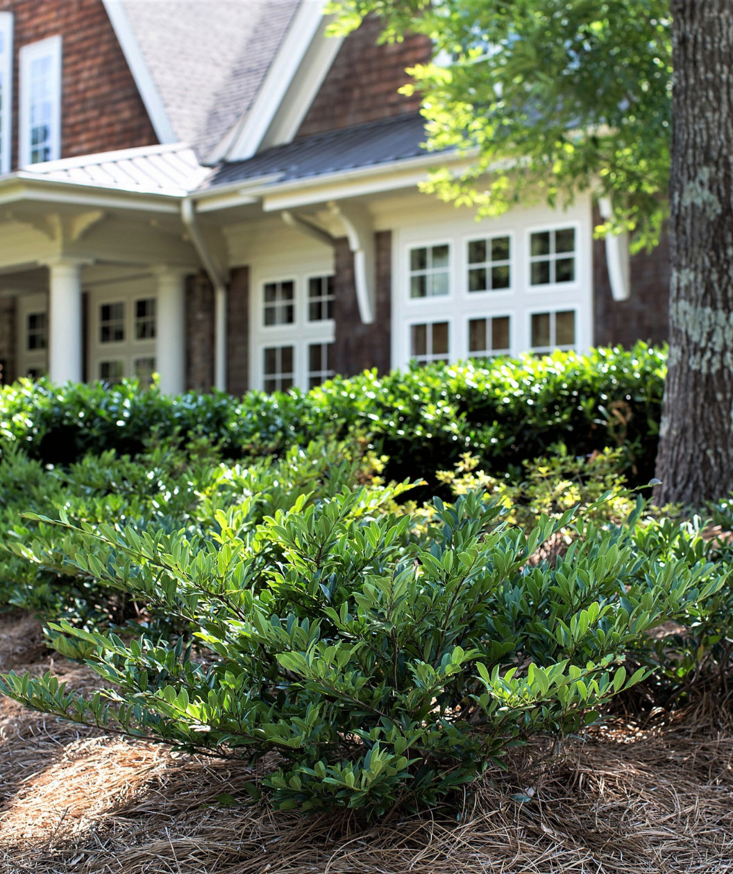 Vintage Jade Distylium planted in garden bed in front of house with light and dark leaves reach up to the sun