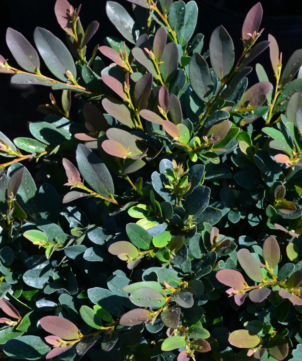 Vintage Jade Distylium closeup of blue, purple, and green fall foliage
