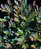 Vintage Jade Distylium closeup of blue, purple, and green fall foliage