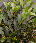 Vintage Jade Distylium closeup of glossy light and dark green foliage after watering