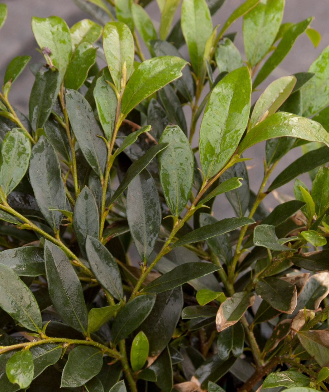 Vintage Jade Distylium closeup of glossy light and dark green foliage after watering