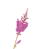 Visions Astilbe