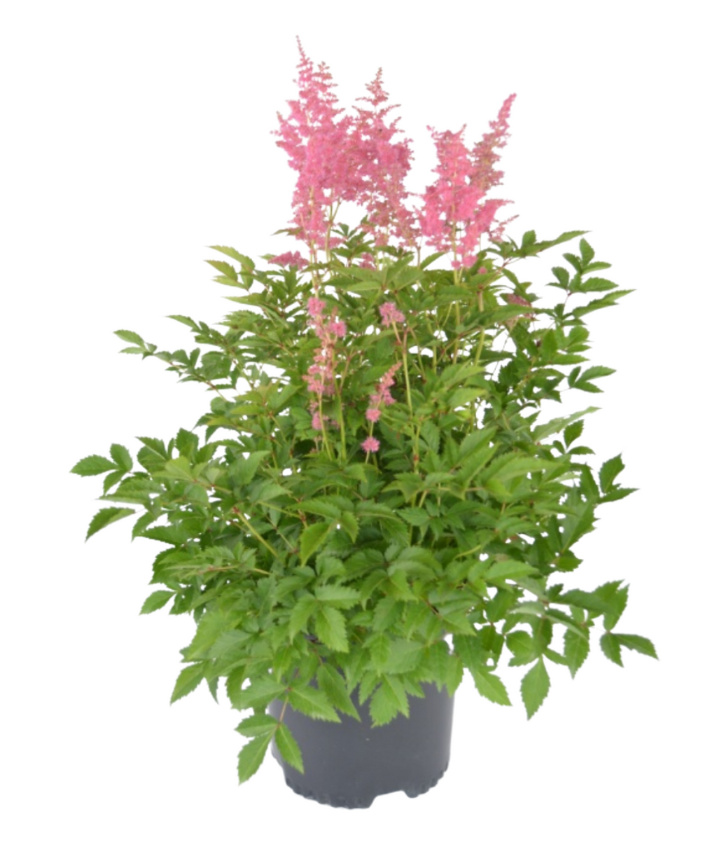 Visions Astilbe
