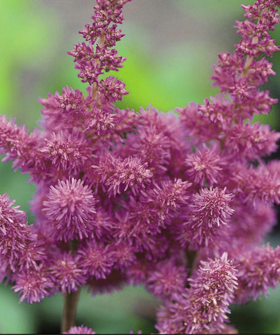 Visions Astilbe closeup of deep pink fluffy flowers
