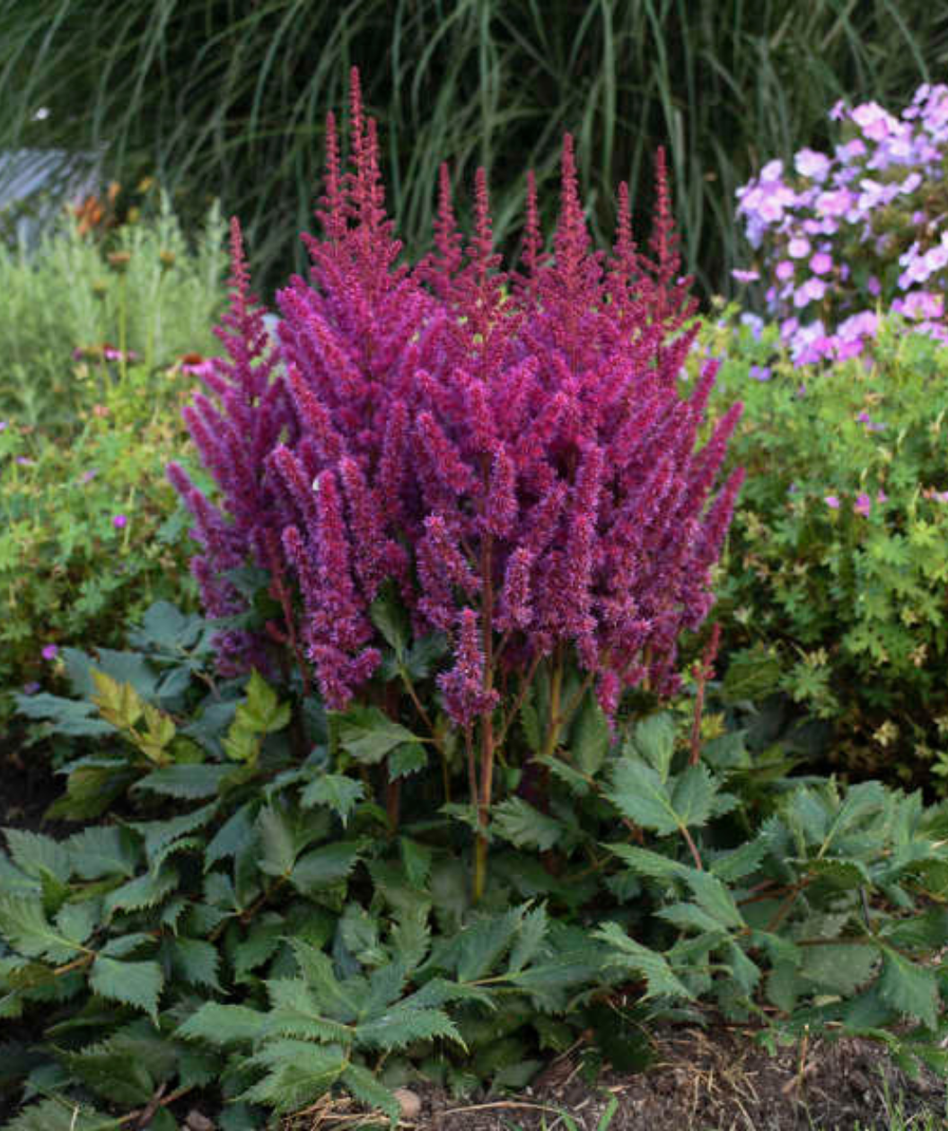 Visions Astilbe