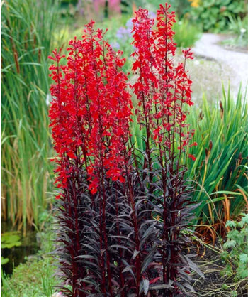 Vulcan Red Cardinal Flower planted in a landscape, long shoots of small brght red flowers emerging from narrow purple foliage