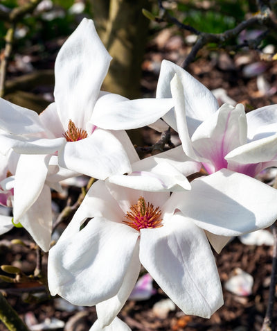 Close up of Wada's Memory Magnolia flowers, large white fragrant flowers with hints of purple on the underside